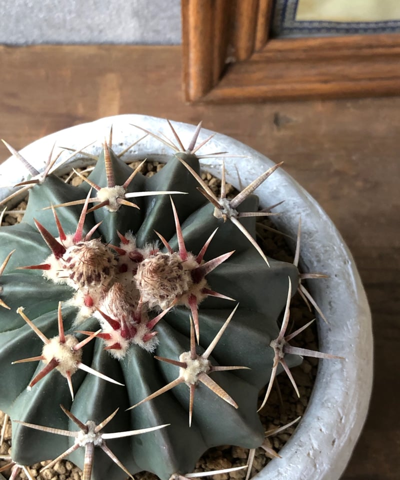 1点もの】Homalocephala texensis 綾波 | ¨MONKEY TREE¨