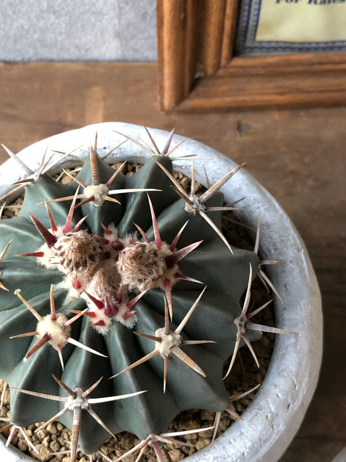 1点もの】Homalocephala texensis 綾波 | ¨MONKEY TREE¨