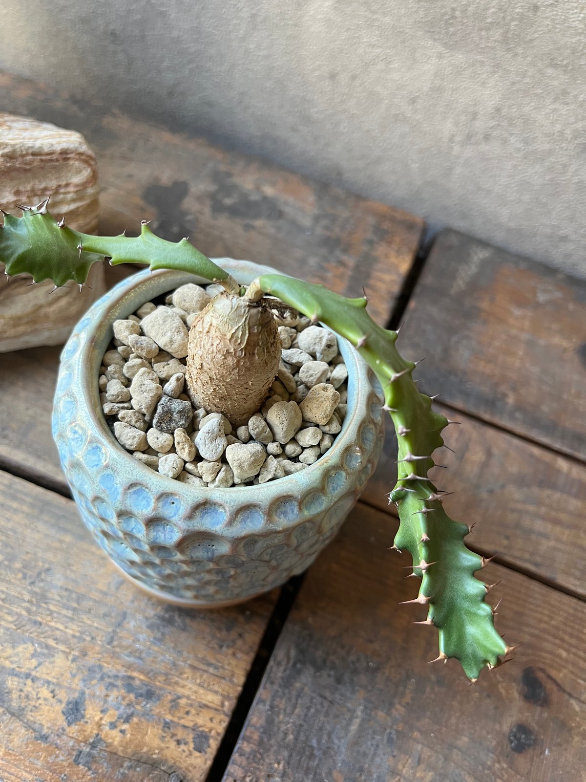 Euphorbia squarrosa ユーフォルビアスクアローサ 奇怪ヶ島 | ¨MONKE