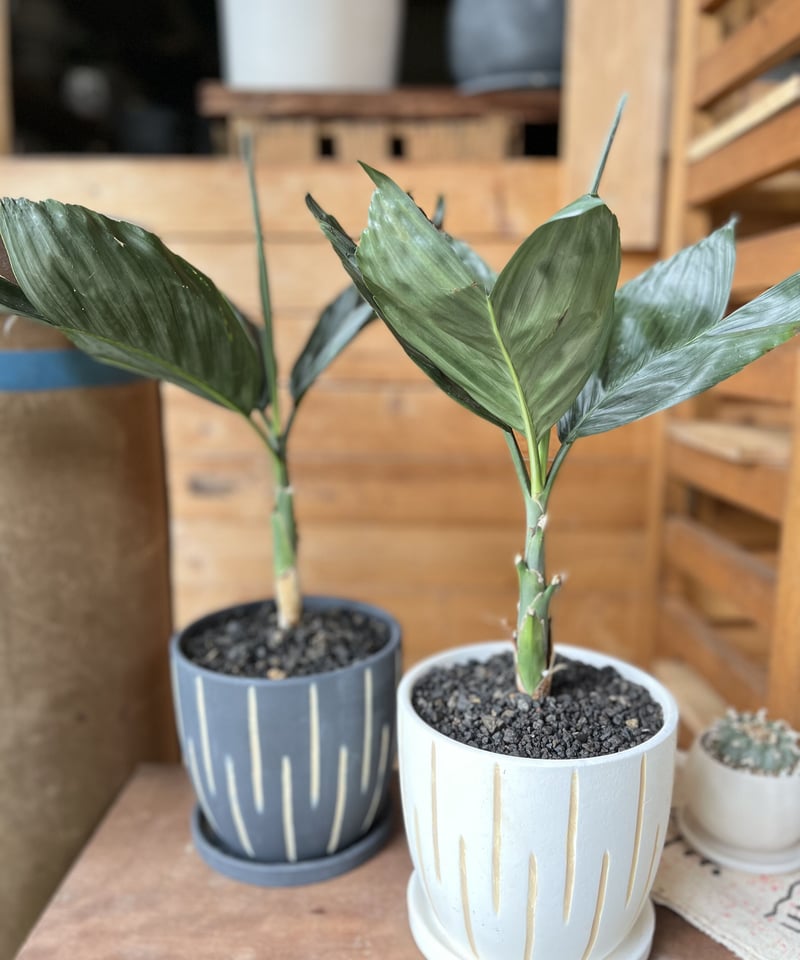 トウマ (ヤシ科)チャメドレア テネラ 現品 おしゃれ Chamaedorea tenella チャメドレア メタリカ／テネラ | ¨MONKEY