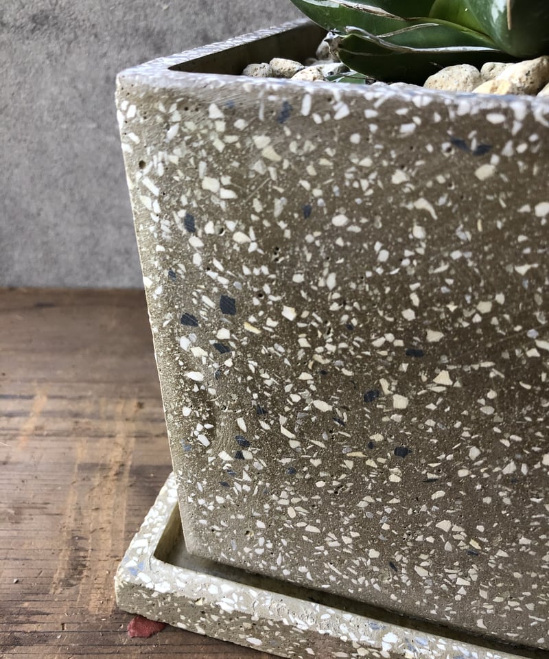 1点もの】Agave victoriae-reginae アガベ 笹の雪 | ¨MONKEY