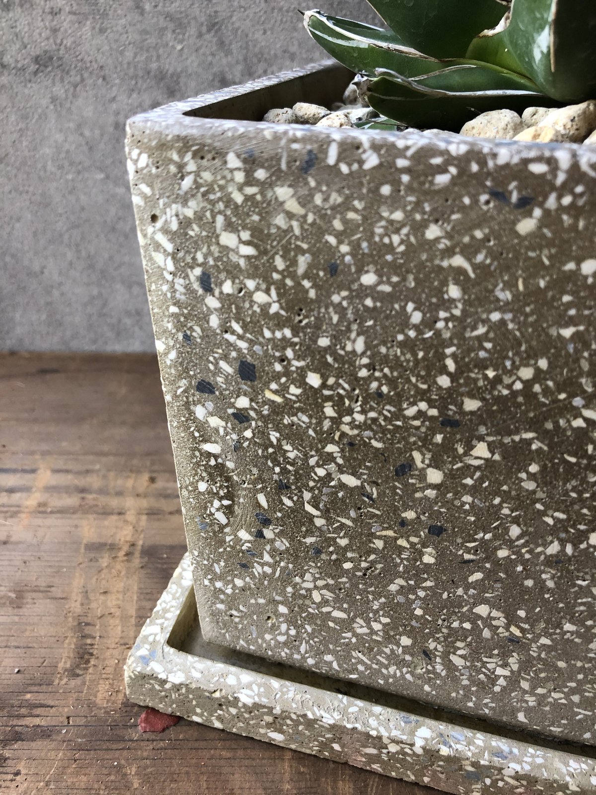 1点もの】Agave victoriae-reginae アガベ 笹の雪 | ¨MONKEY