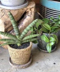 Sansevieria boncellensis   サンスベリア ボンセレンシス