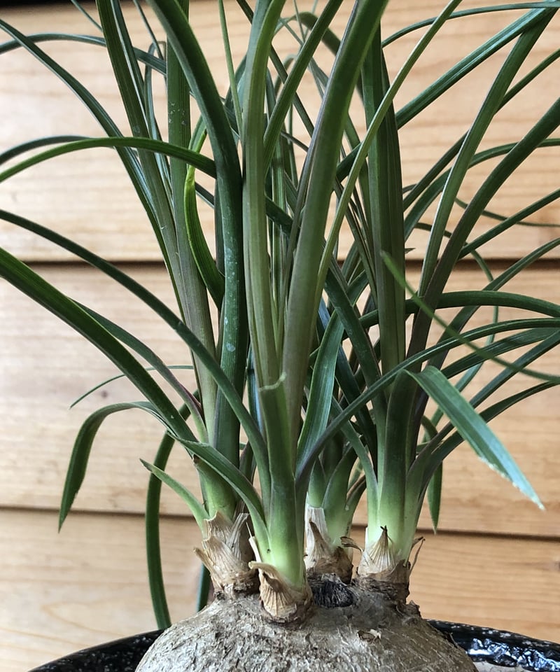 1点もの】 Beaucarnea recurvata トックリラン | ¨MONKEY T
