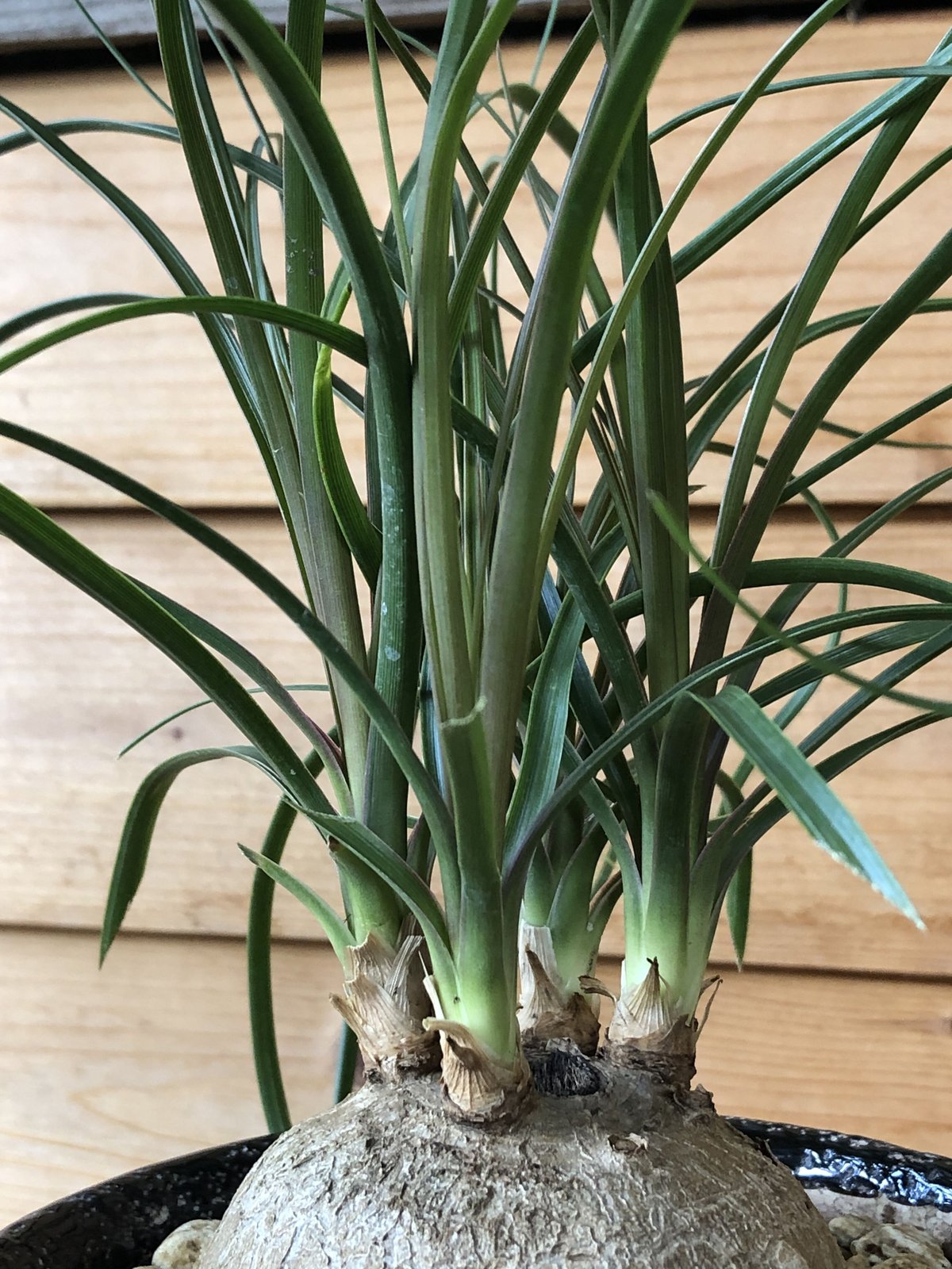 1点もの】 Beaucarnea recurvata トックリラン | ¨MONKEY T