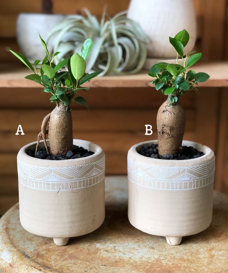 ガジュマル27 Ficus malacocarpa ガジュマル | ¨MONKEY TREE¨ by SABO