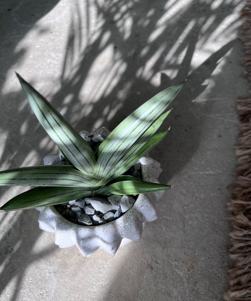 Sansevieria 'Ice Man' サンスベリア アイスマン | ¨MONKEY