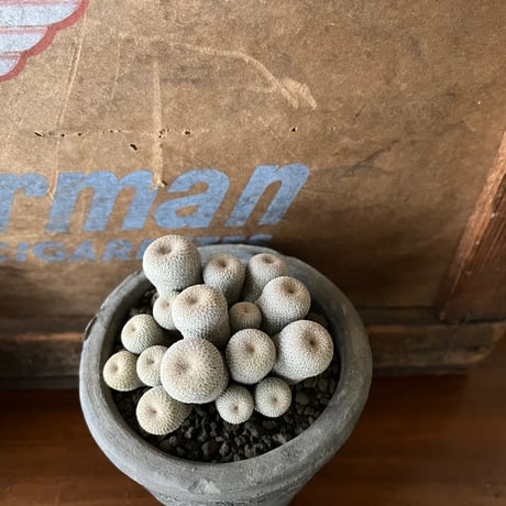 エピテランサ 月世界 小人の帽子セットＡ 鉢のまま発送 エピテランサ | STORES