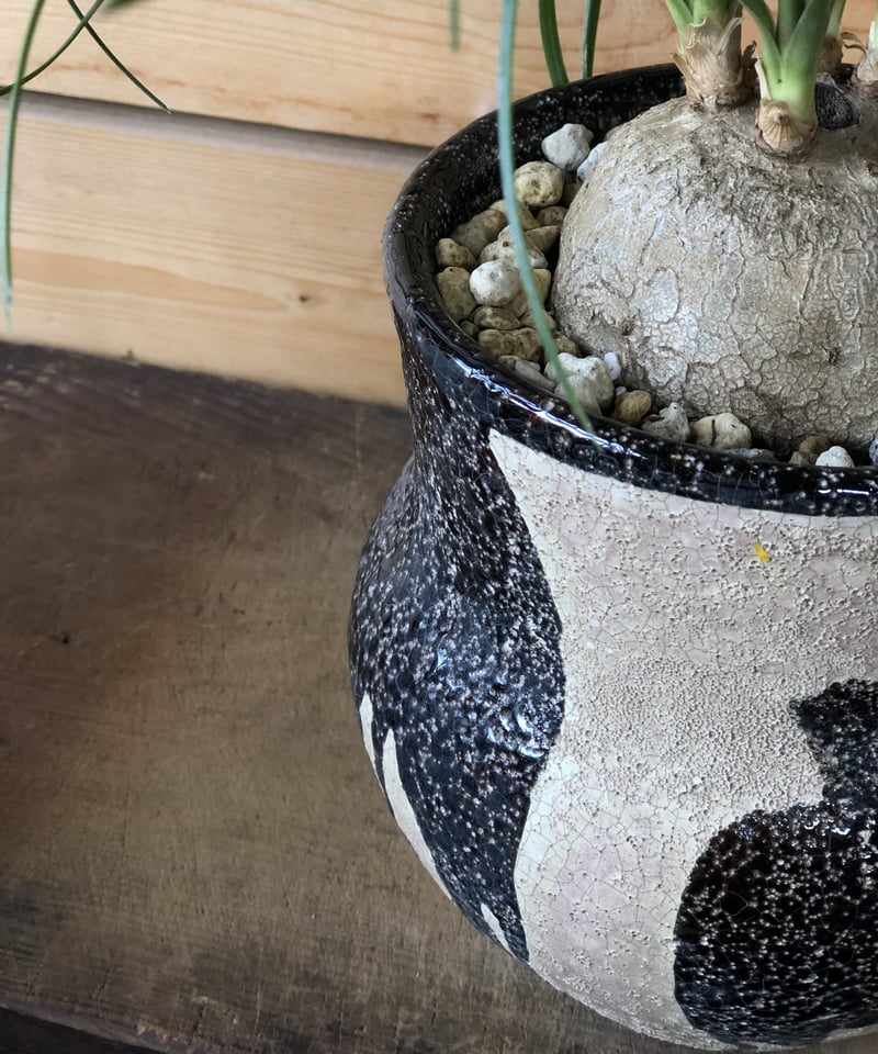 1点もの】 Beaucarnea recurvata トックリラン | ¨MONKEY T