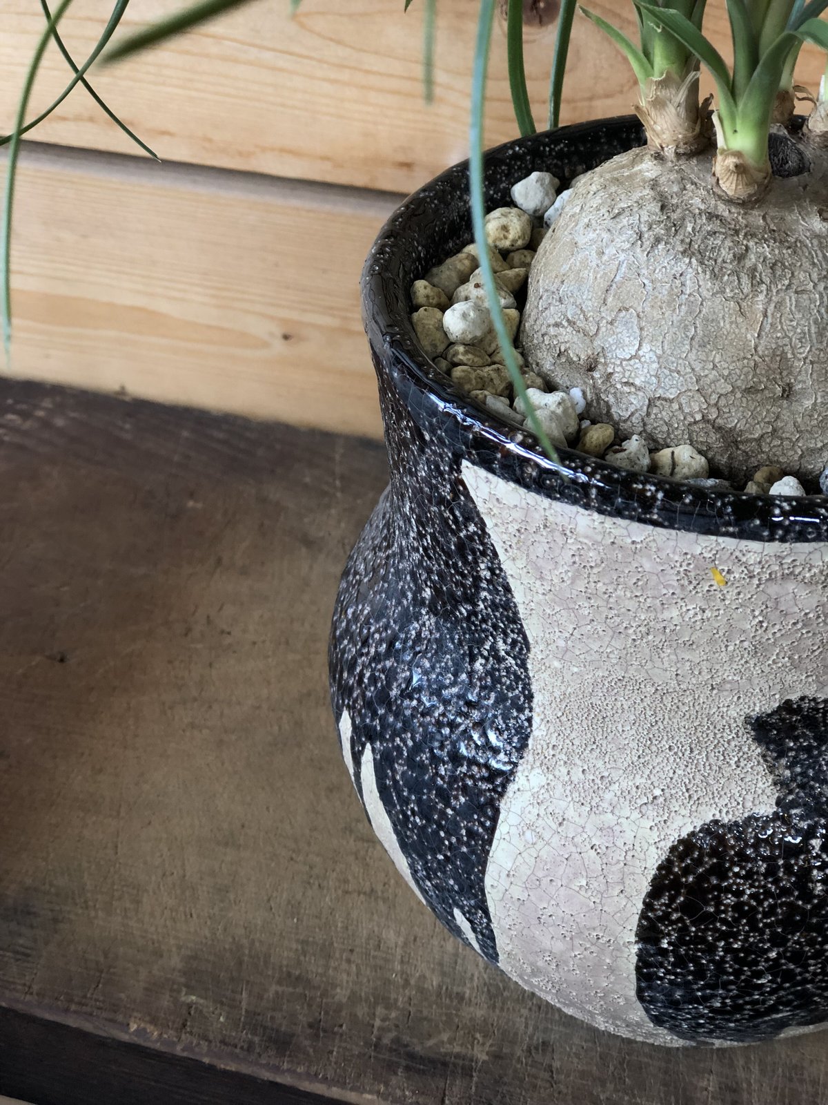 1点もの】 Beaucarnea recurvata トックリラン | ¨MONKEY T