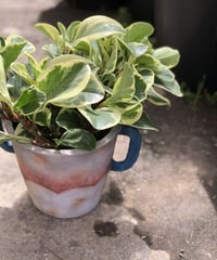 【1点もの】 Peperomia glabella  ペペロミアグラベラ