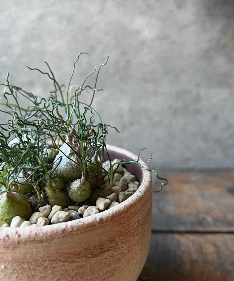Ornithogalum tortuosum オーニソガラム トルツオスム | ¨MONKEY