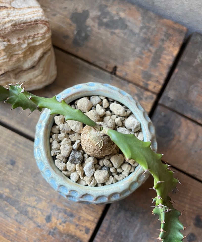 Euphorbia squarrosa ユーフォルビアスクアローサ 奇怪ヶ島 | ¨MONKE
