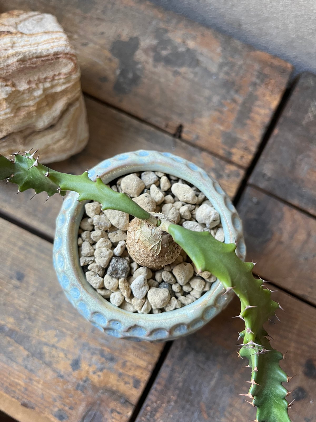 Euphorbia squarrosa ユーフォルビアスクアローサ 奇怪ヶ島 | ¨MONKE