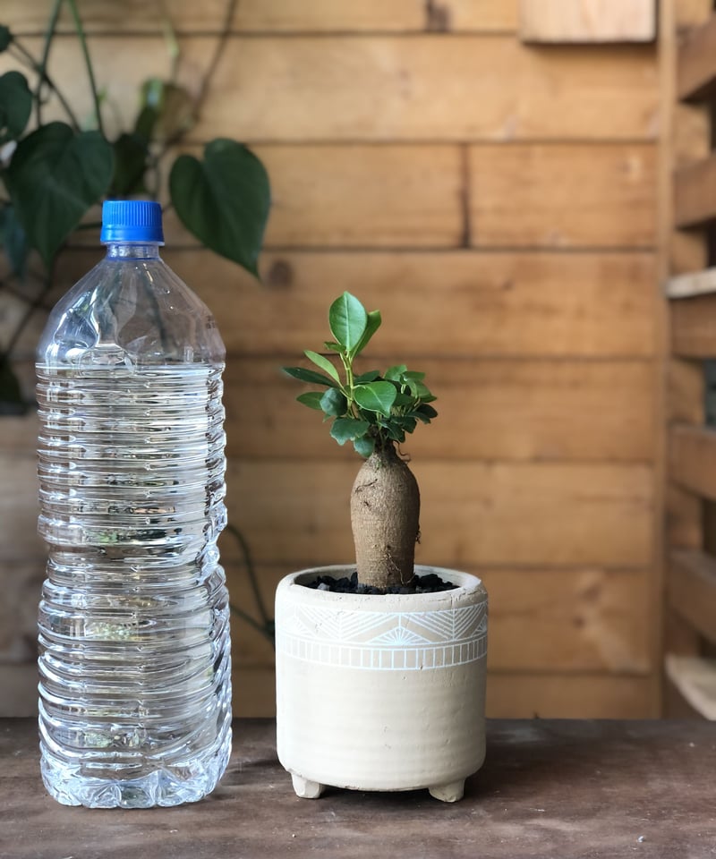 Ficus malacocarpa ガジュマル | ¨MONKEY TREE¨ by SABO