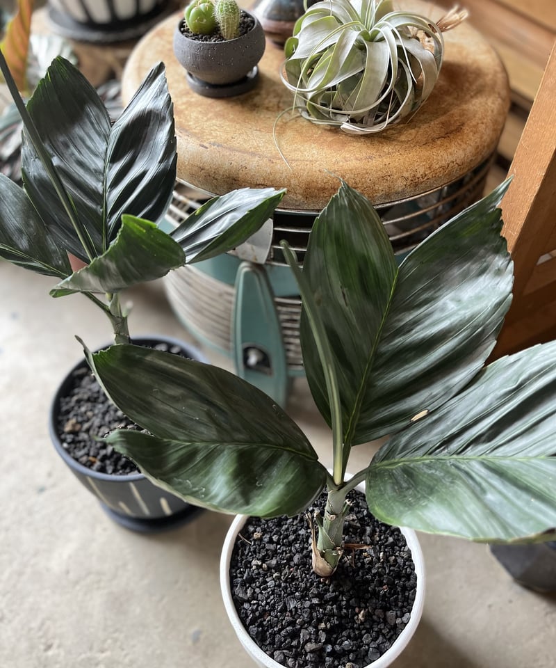 Chamaedorea tenella チャメドレア メタリカ／テネラ | ¨MONKEY