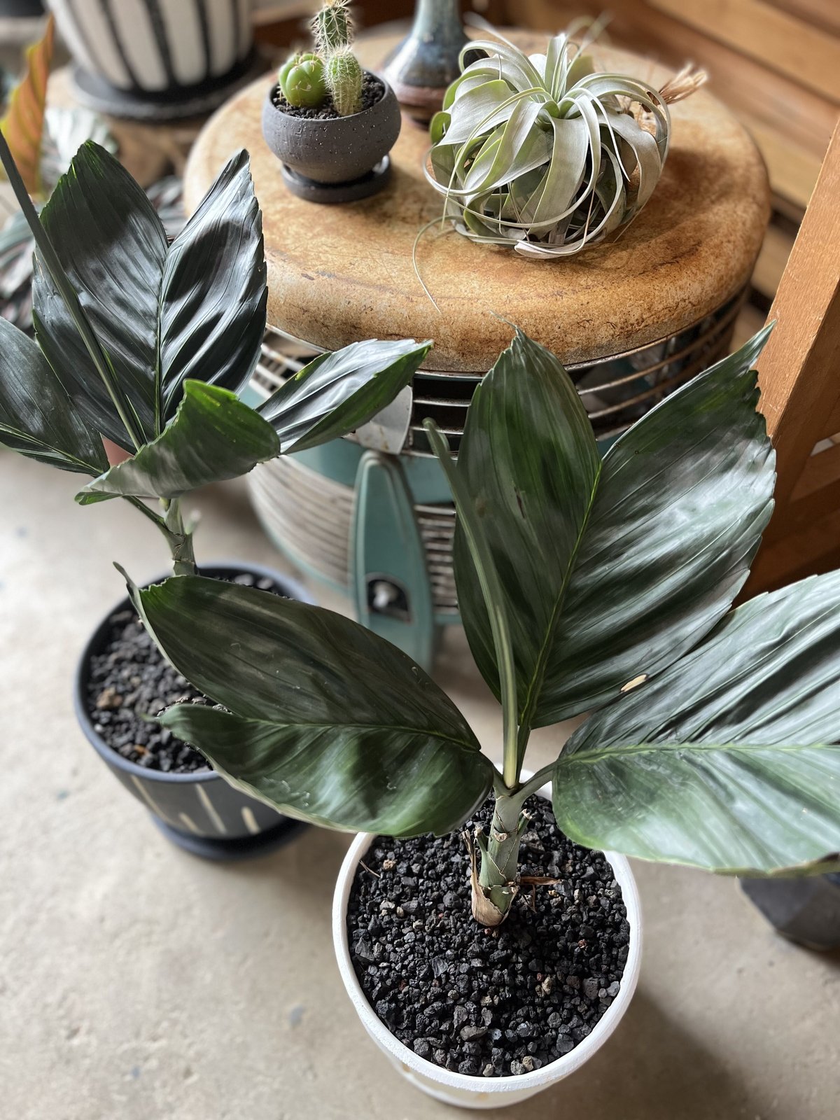 Chamaedorea tenella チャメドレア メタリカ／テネラ | ¨MONKEY