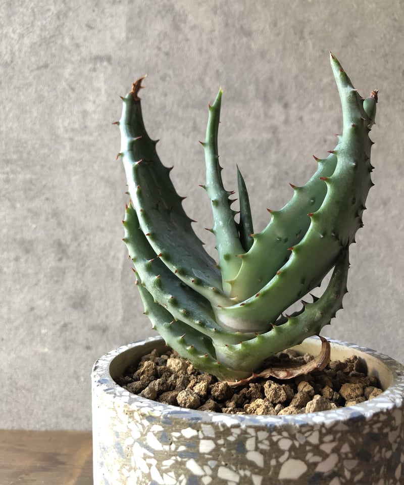 1点もの】Aloe marlothii アロエ マルロシー 鬼切丸 | ¨MONKEY TR