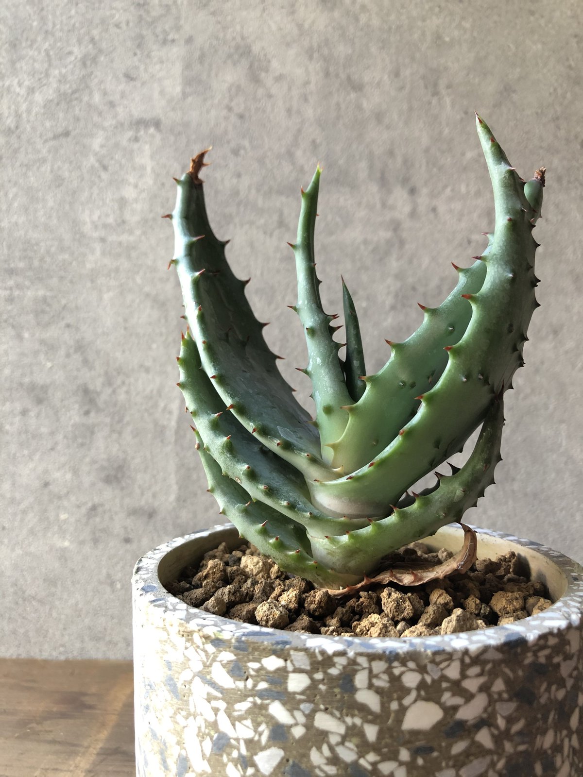 アロエ・マルロシー・大 1点もの】Aloe marlothii アロエ マルロシー 鬼切丸 | ¨MONKEY TR