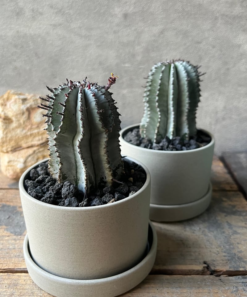 uphorbia polygona ユーフォルビア 白衣ポリゴナ | ¨MONKEY TRE