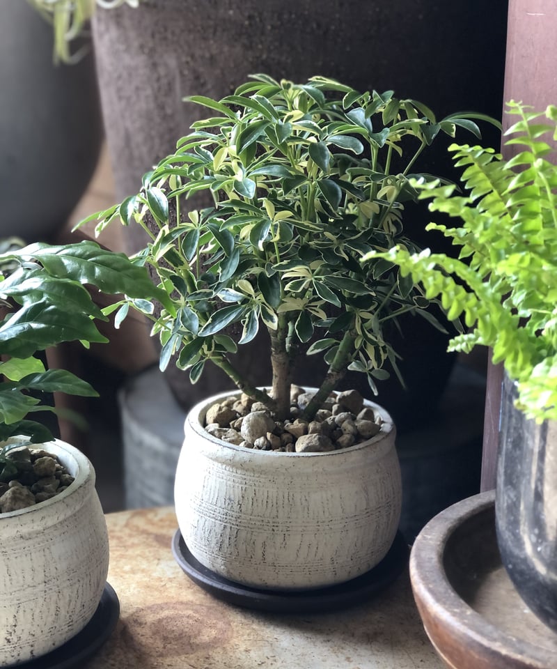 1点もの】 Schefflera arboricola 'Moondrop' シェフレラム