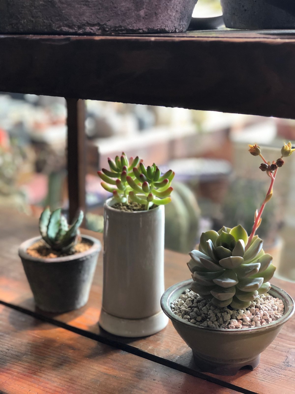 おまとめ中！39SALE！多肉植物^o^   ファンクィーン おまとめ中！39SALE！多肉植物^o^ ファンクィーン