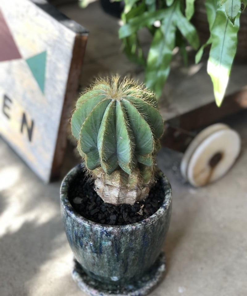 1点もの】Eriocactus magnificus マグニフィカス 英冠玉 | ¨MON