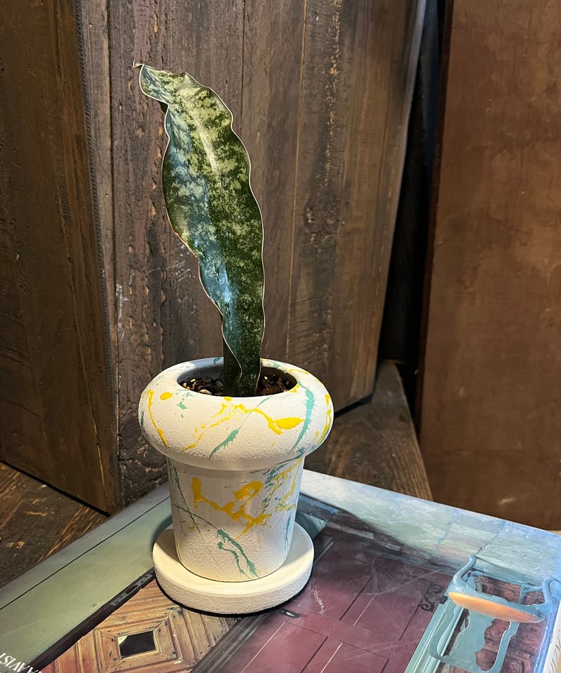 Sansevieriasp.sp. mafinga サンスベリア マフィンガ | ¨MONK