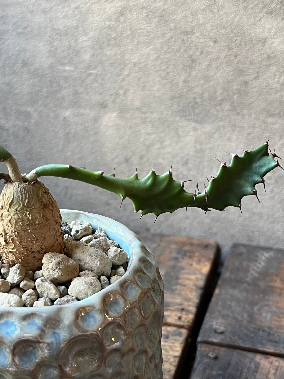 Euphorbia squarrosa ユーフォルビアスクアローサ 奇怪ヶ島 | ¨MONKE