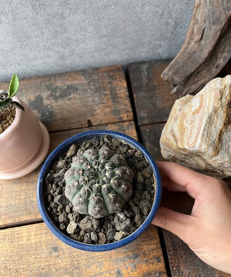 Gymnocalycium stellatum var. kleinianum ギムノカリキュウム 瑞昌玉