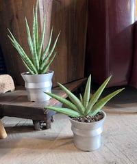 Sansevieria ’Silver Crown’サンスベリア’シルバークラウン’／Sansevieria ’torch’サンスベリア’トーチ’