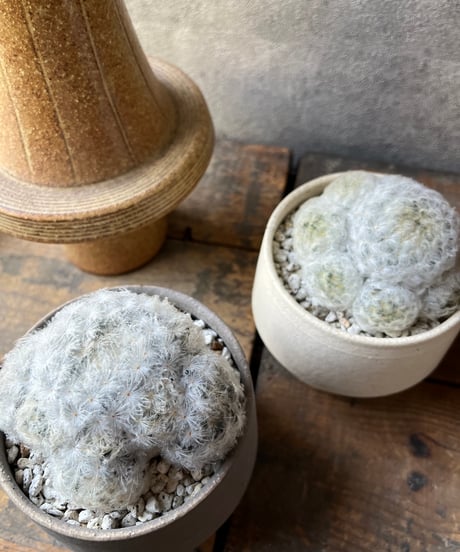Mammillaria plumosa 白星