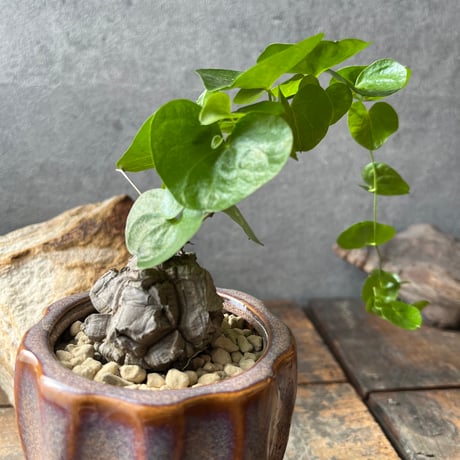 た*う様 亀甲竜 61jqd8r5lnL._SS200_.jpg