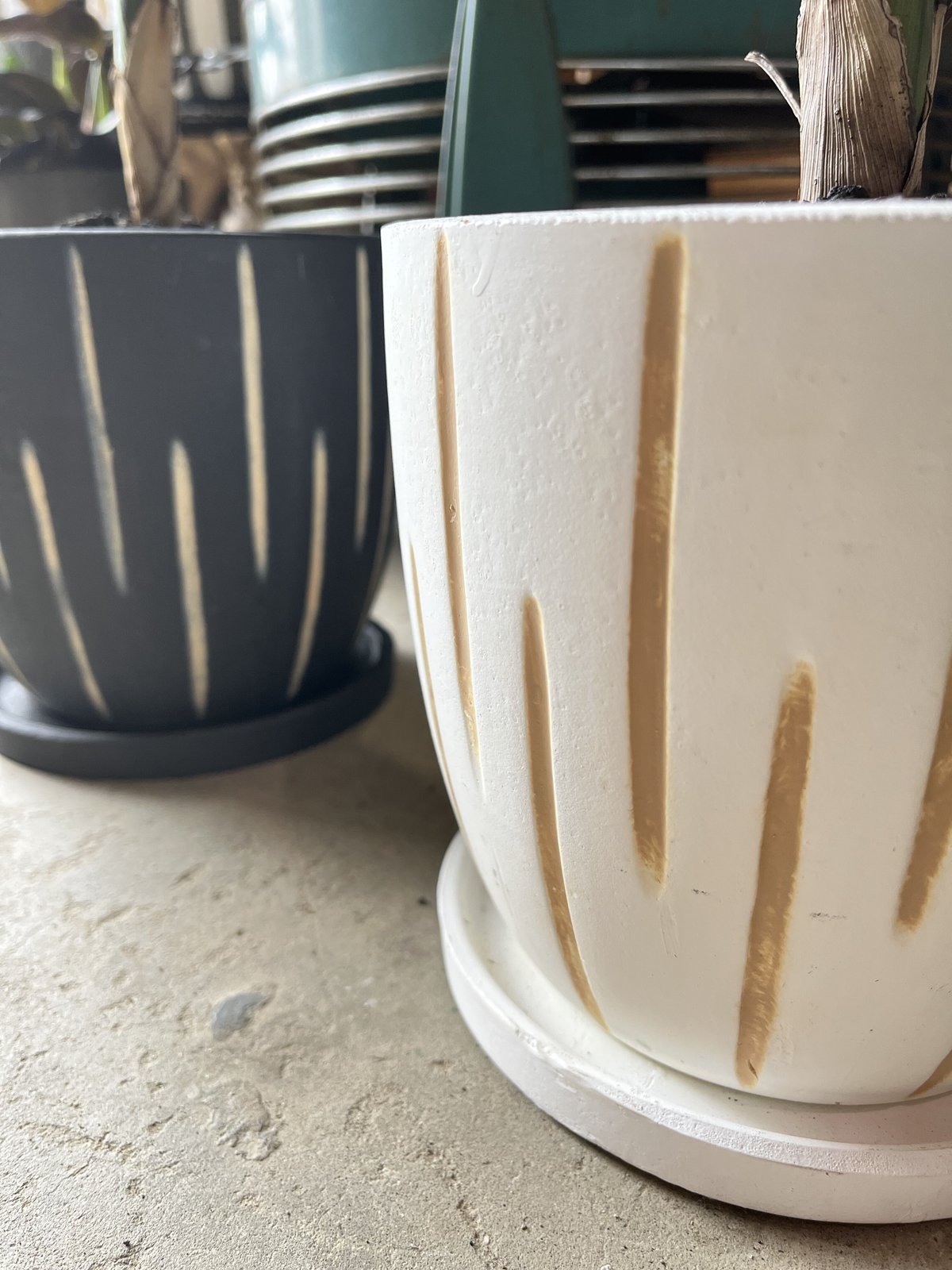 希少 《現品》 チャメドレア テネラ クール メタリック Chamaedorea tenella チャメドレア メタリカ／テネラ | ¨MONKEY