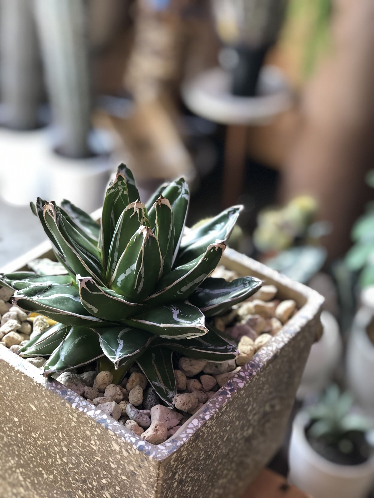 アガベ 輝山 笹の雪覆輪斑 Agave やかましい victoriae-reginae