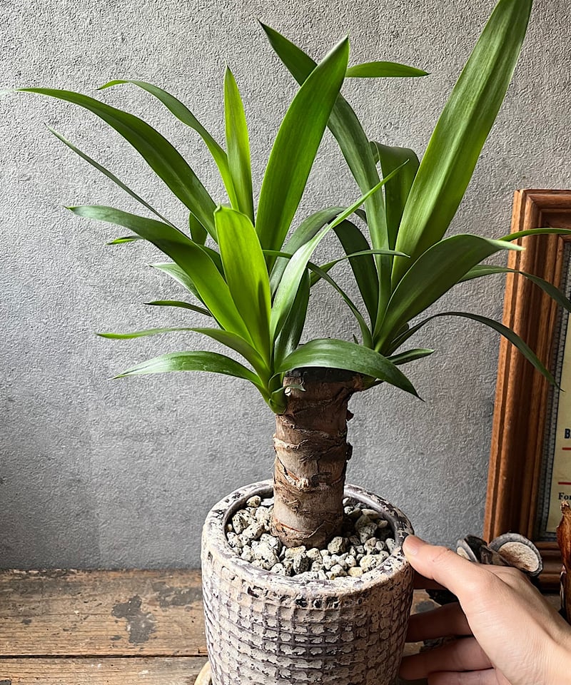 Yucca elephantipes ユッカエレファンティペス | ¨MONKEY TREE¨