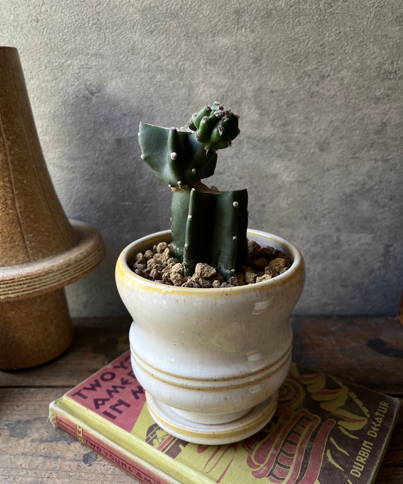Cereus hildmannianus 鬼面角 ブランチ仕立て | ¨MONKEY TREE