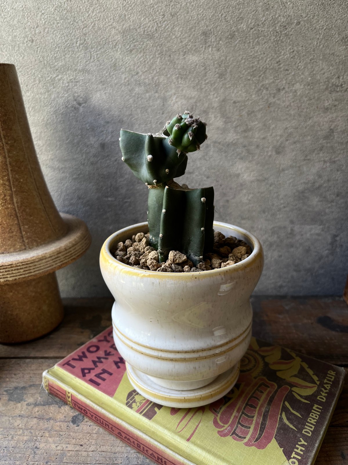 Cereus hildmannianus 鬼面角 ブランチ仕立て | ¨MONKEY TREE