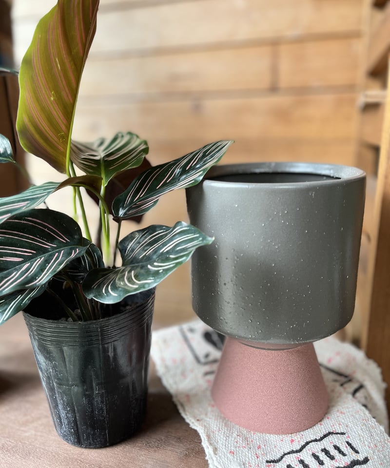 おるなーた カラテア・オルナータの育て方 | 観葉植物・お花の通販 AND