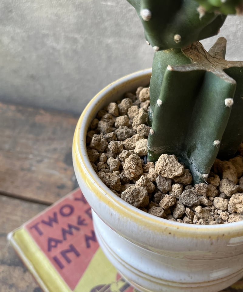 Cereus hildmannianus 鬼面角 ブランチ仕立て | ¨MONKEY TREE