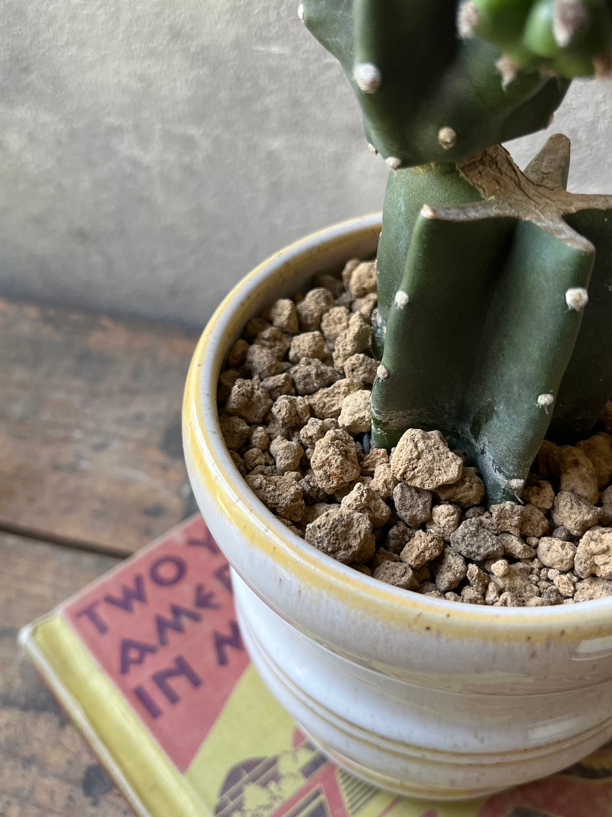 Cereus hildmannianus 鬼面角 ブランチ仕立て | ¨MONKEY TREE