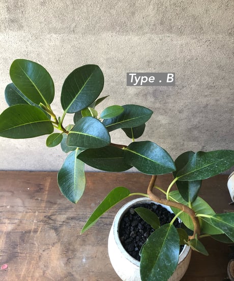 【選べる】Ficus rubiginosa  曲がりのフランスゴム