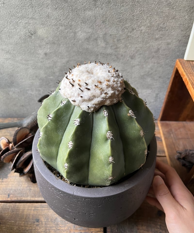 Melocactus cruvispinus メロカクタス クルビスピヌス 棘なし | ¨MO