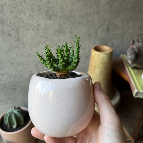 大株】【圧巻】ユーフォルビアゴルゴニス実生 黒ポット付き