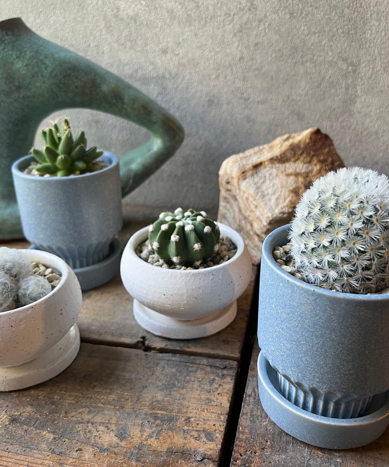 Dolichothele uberformis 海王星 | ¨MONKEY TREE¨ by