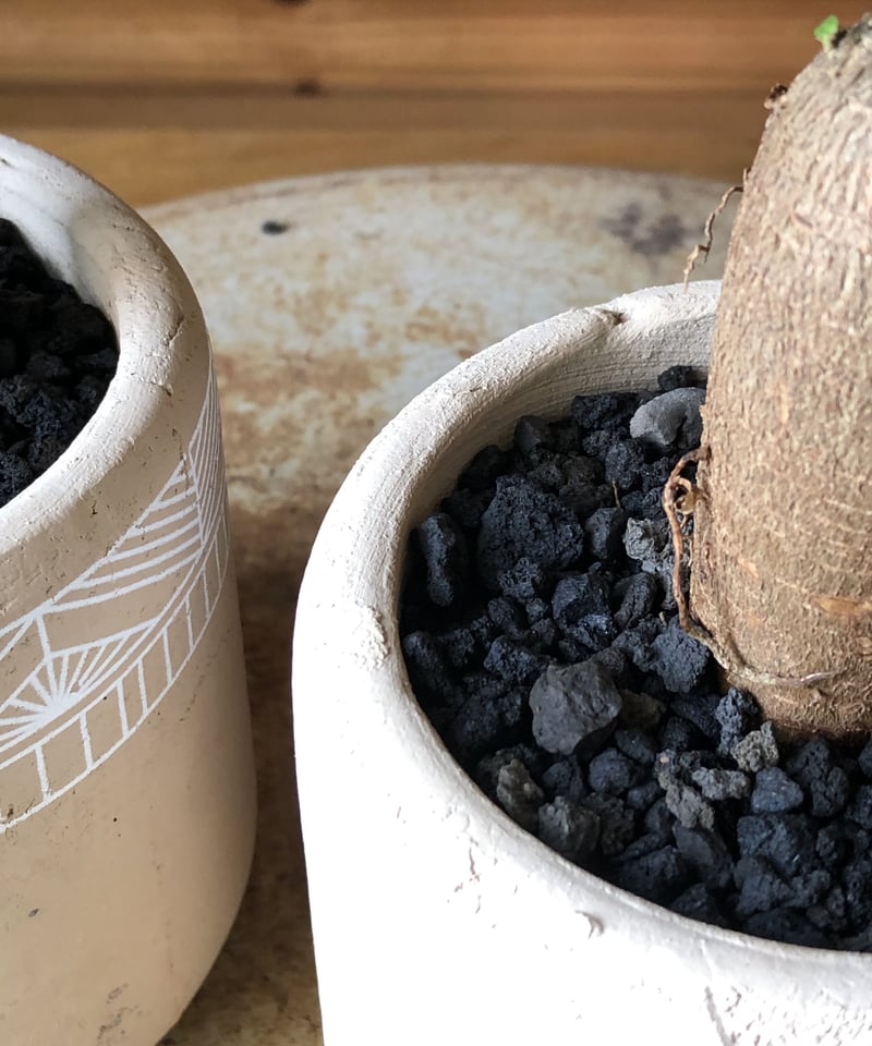 ガジュマル27 インテリアグリーン ガジュマル F370-PU513B/47L if homeの通販｜東京