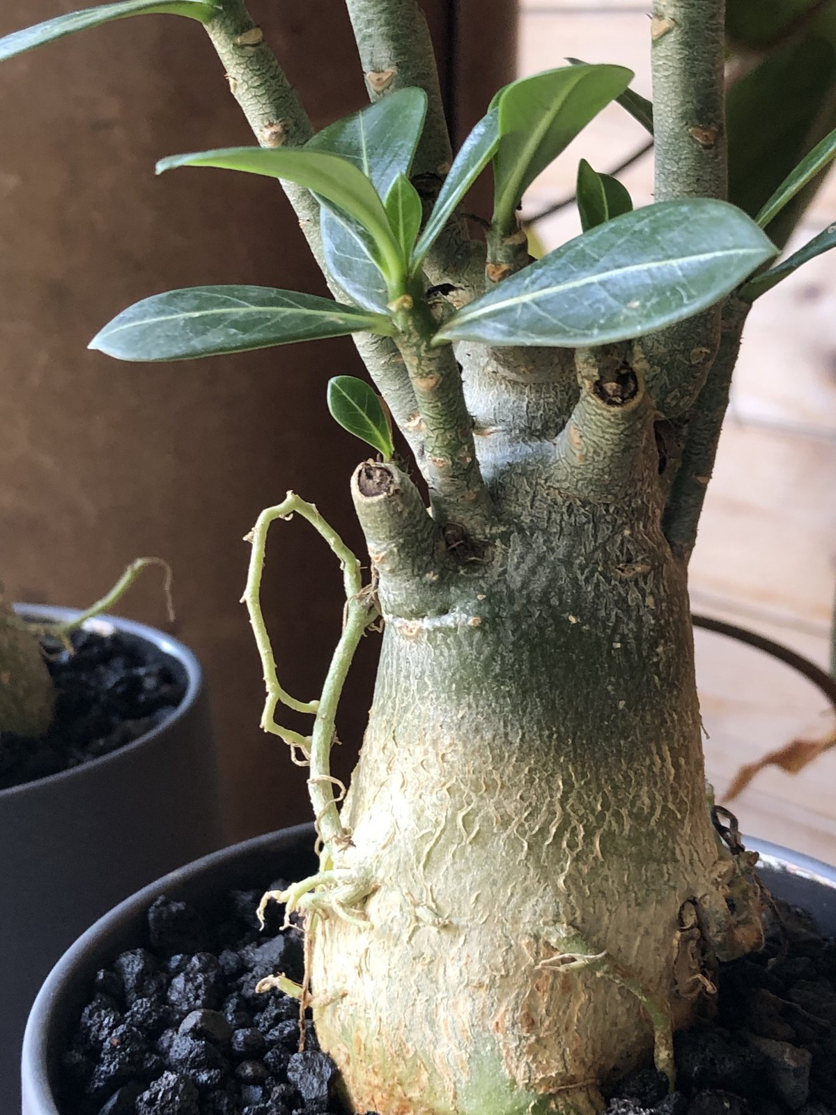 m*a様 アデニウム（Bラベル）　大株　塊根植物　砂漠のバラ　多肉植物 m*a様 アデニウム（Bラベル） 大株 塊根植物 砂漠のバラ 多肉