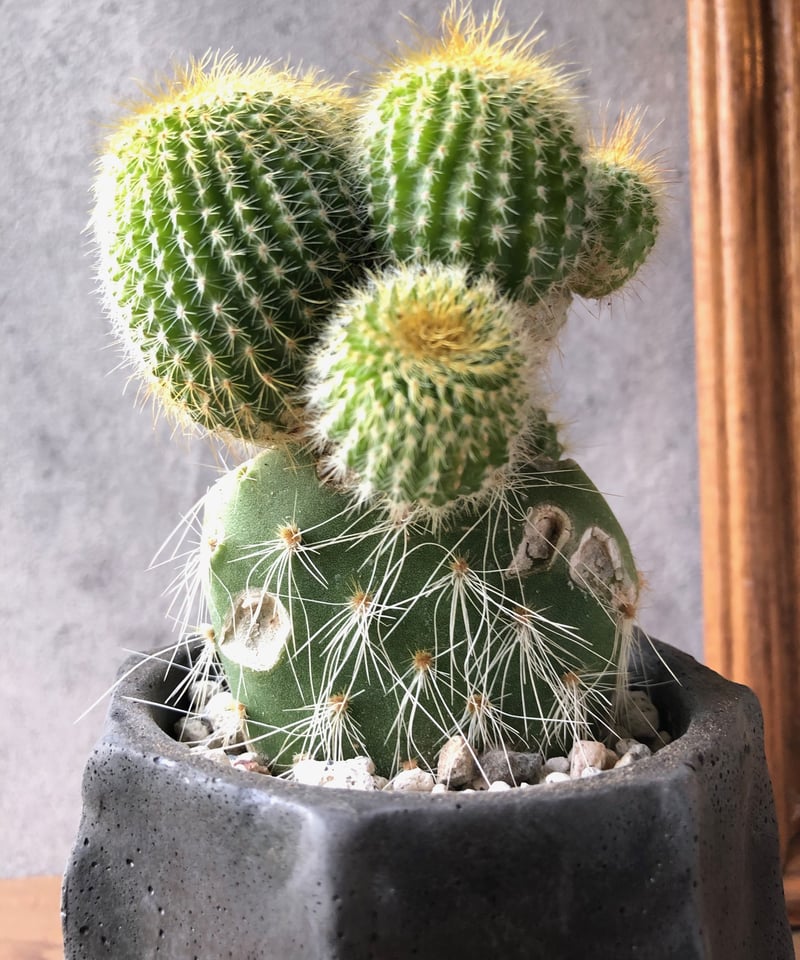 1点もの】Eriocactus leninghausii 金晃丸 接木 | ¨MONKEY