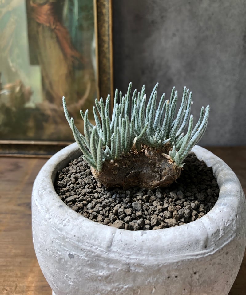 アルストニー　多肉植物 多肉植物：ケファロフィルム アルストニー*幅8cm : 遊恵盆栽