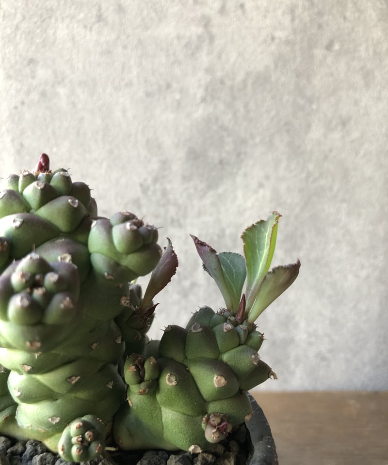 モナデニウム　トーレイ モナデニウム トーレイ モナデニウム トーレイ - メルカリ